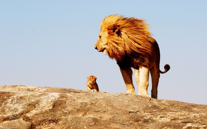 Lion family 2